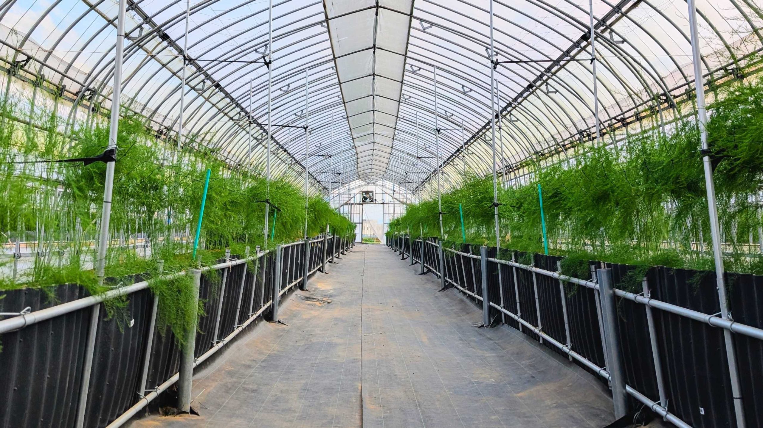 アスパラガスサミット参加募集開始しました！